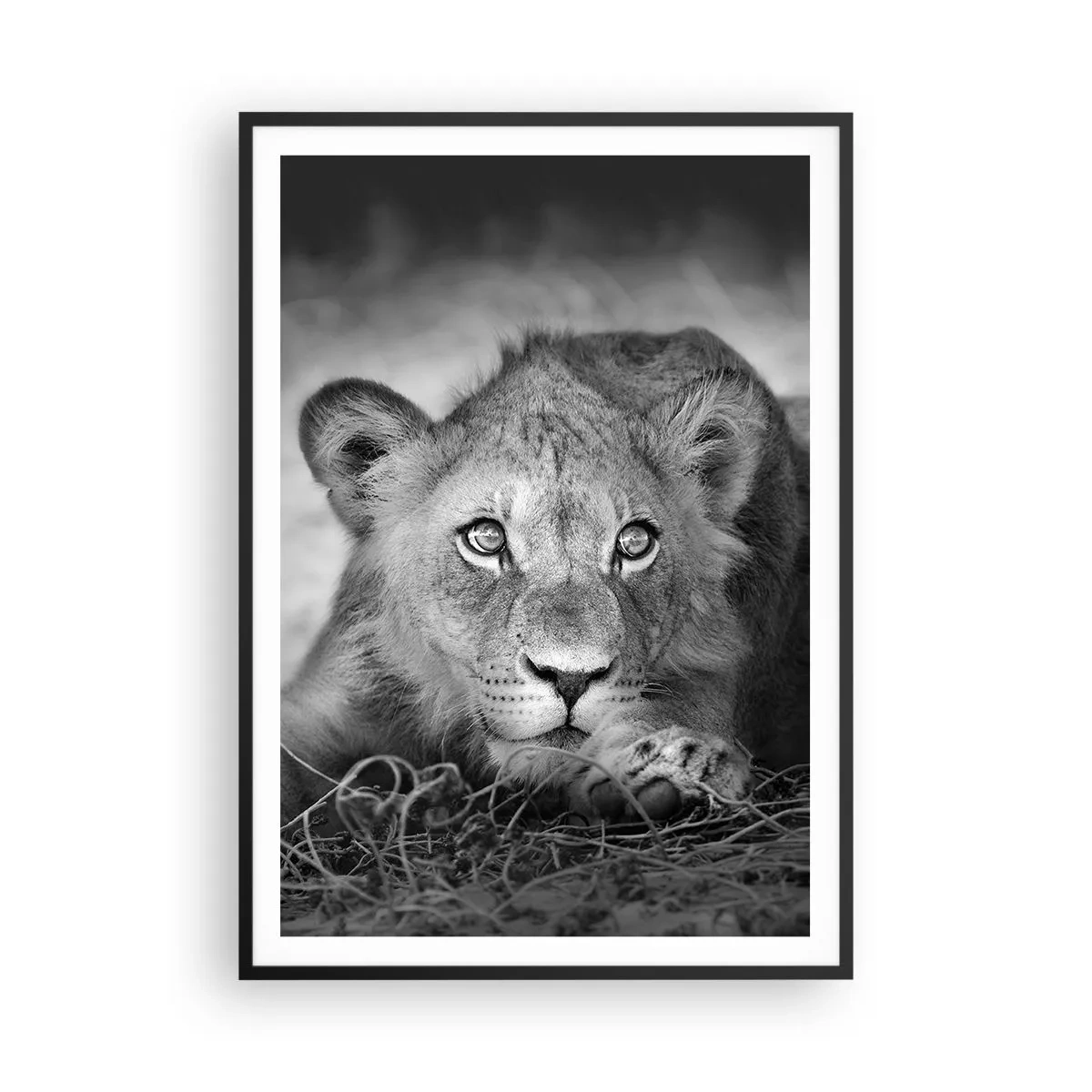Poster in cornice nera - Cucciolo reale - 70x100 cm