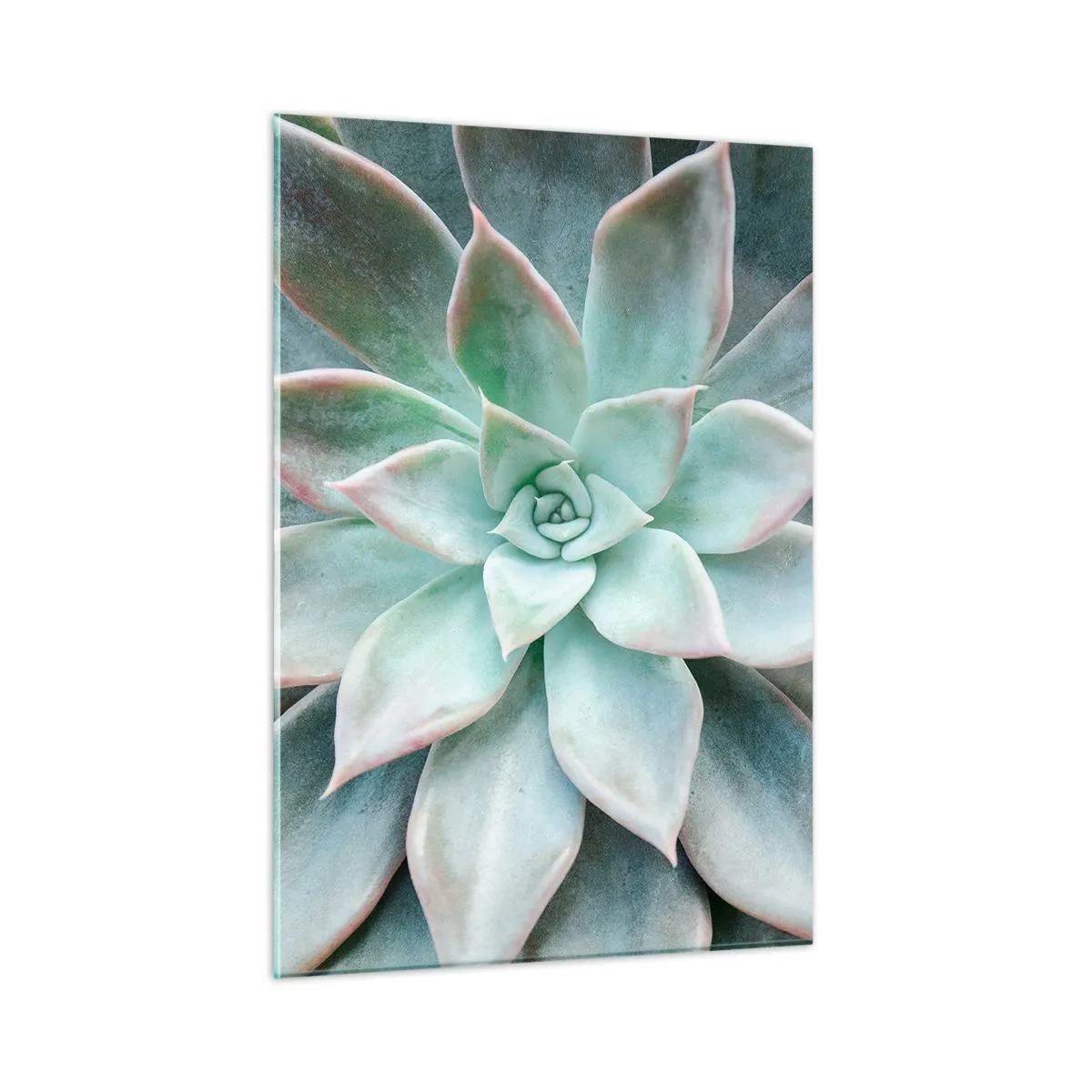 Quadro su vetro - Foglie succulente secche con una delicata tonalità grigio-verde - 50x70cm - Il cuore del deserto - Decorazione murale moderna per soggiorno e camera da letto ARTTOR