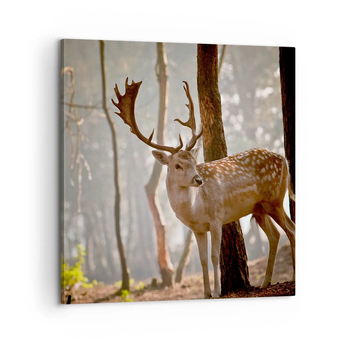 Quadro su tela - Stampe su Tela - La luce della giovinezza - 60x60 cm