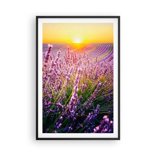 Poster in cornice nera - Campo profumato - 61x91 cm