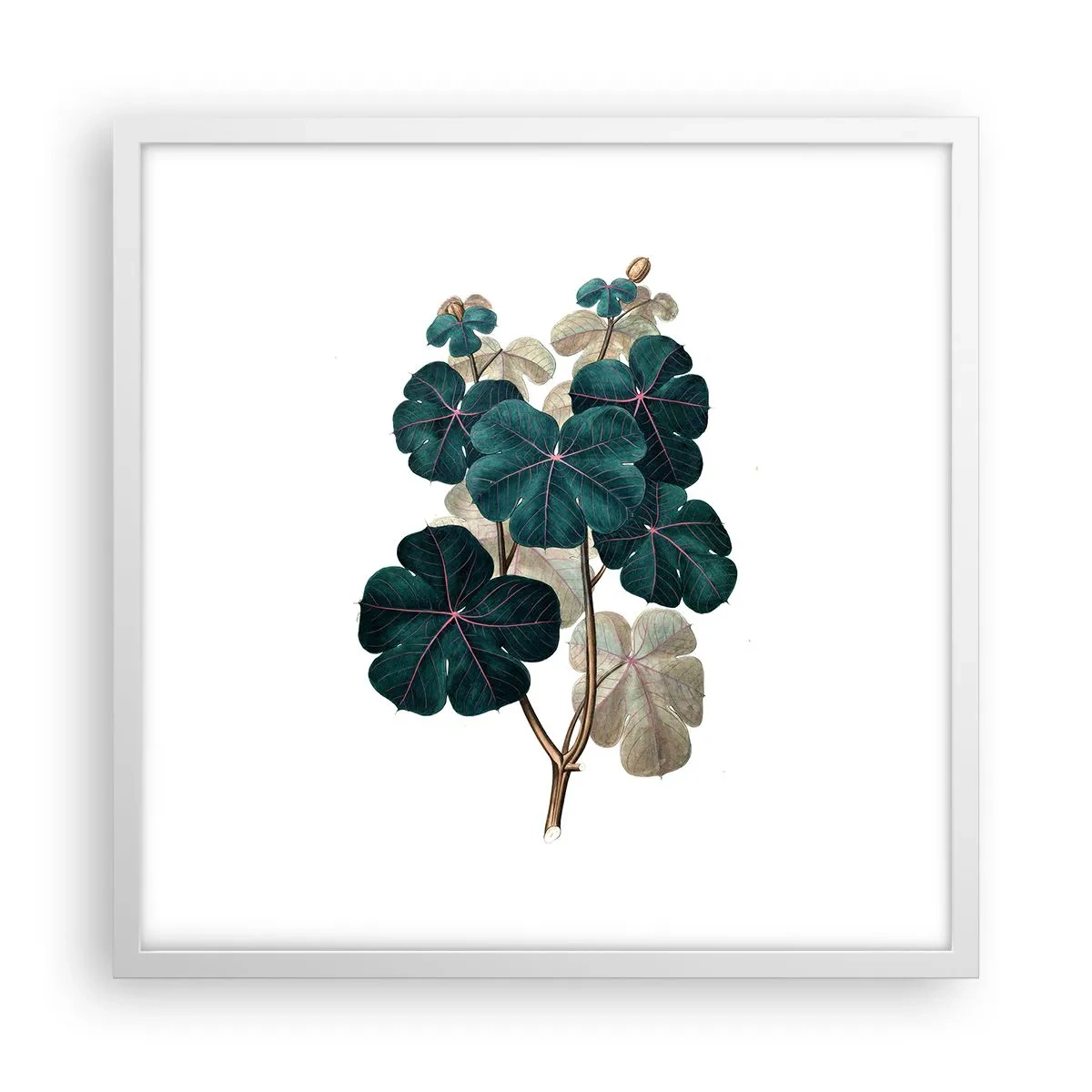 Poster in cornice bianca - Dal vecchio erbario - 50x50 cm