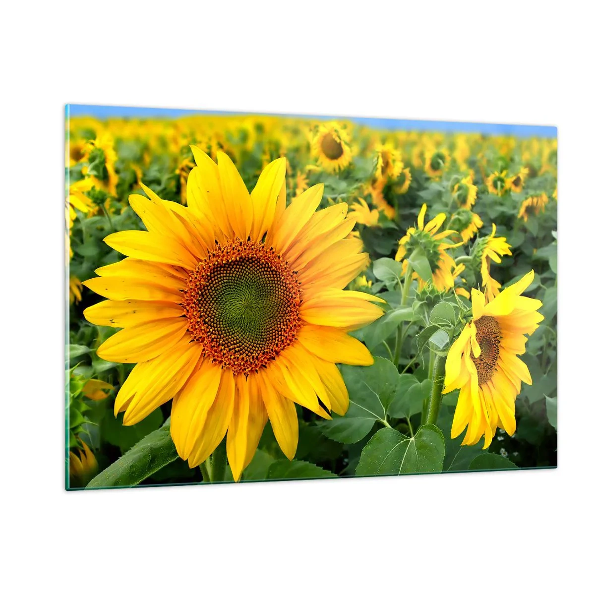 Quadro su vetro - Un campo di girasoli in piena fioritura sotto un cielo azzurro - 120x80cm - Centinaia di soli ardono - Decorazione murale moderna per soggiorno e camera da letto ARTTOR
