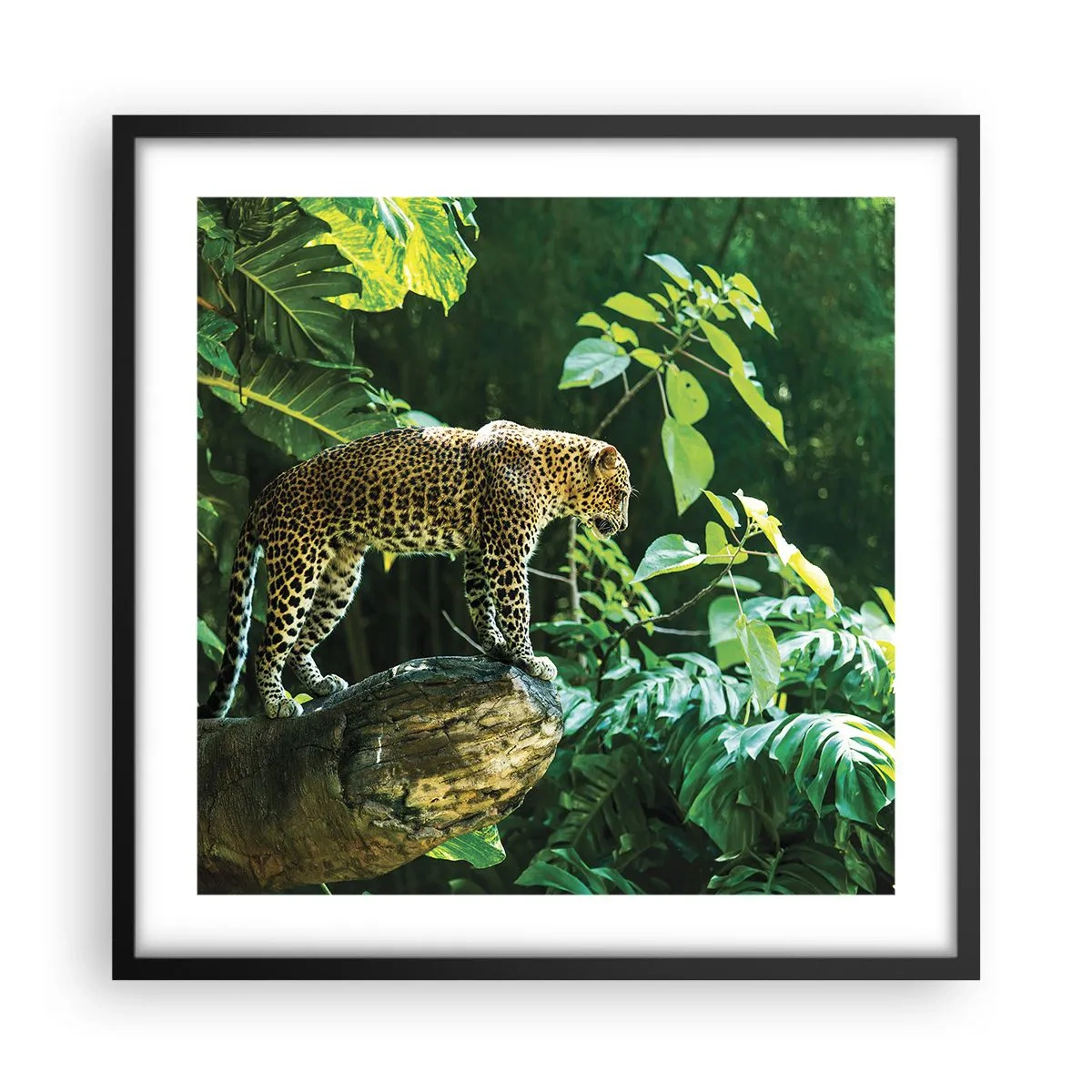 Poster in cornice nera - A caccia? - 50x50 cm