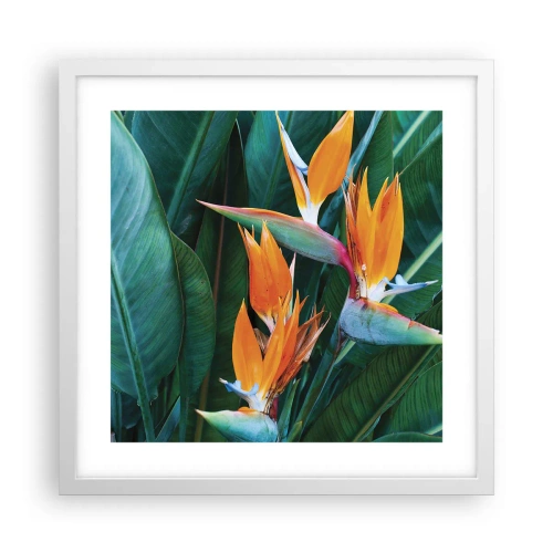 Poster in cornice bianca - È un fiore o un uccello? - 40x40 cm