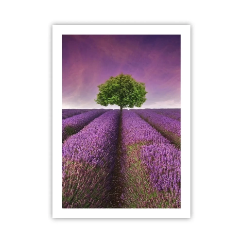 Poster - Un campo di lavanda con un albero solitario contro un cielo viola - 50x70cm - Sui campi di lavanda - Decorazione murale moderna per soggiorno e camera da letto ARTTOR