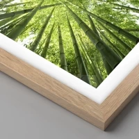 Rovere chiaro
