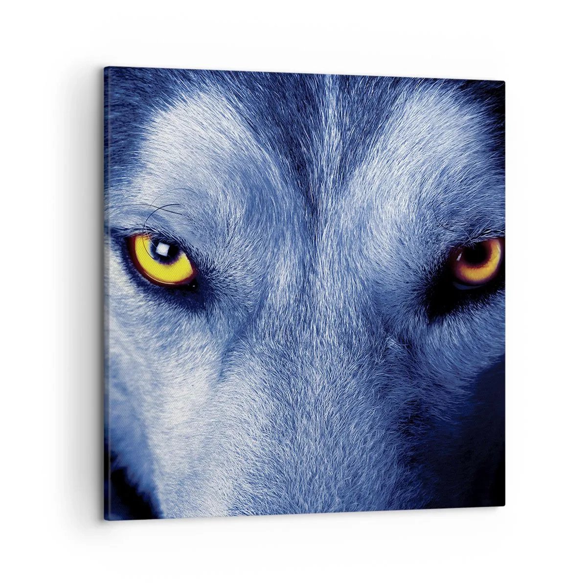 Quadro su tela - Stampe su Tela - Sguardo ipnotico - 50x50 cm