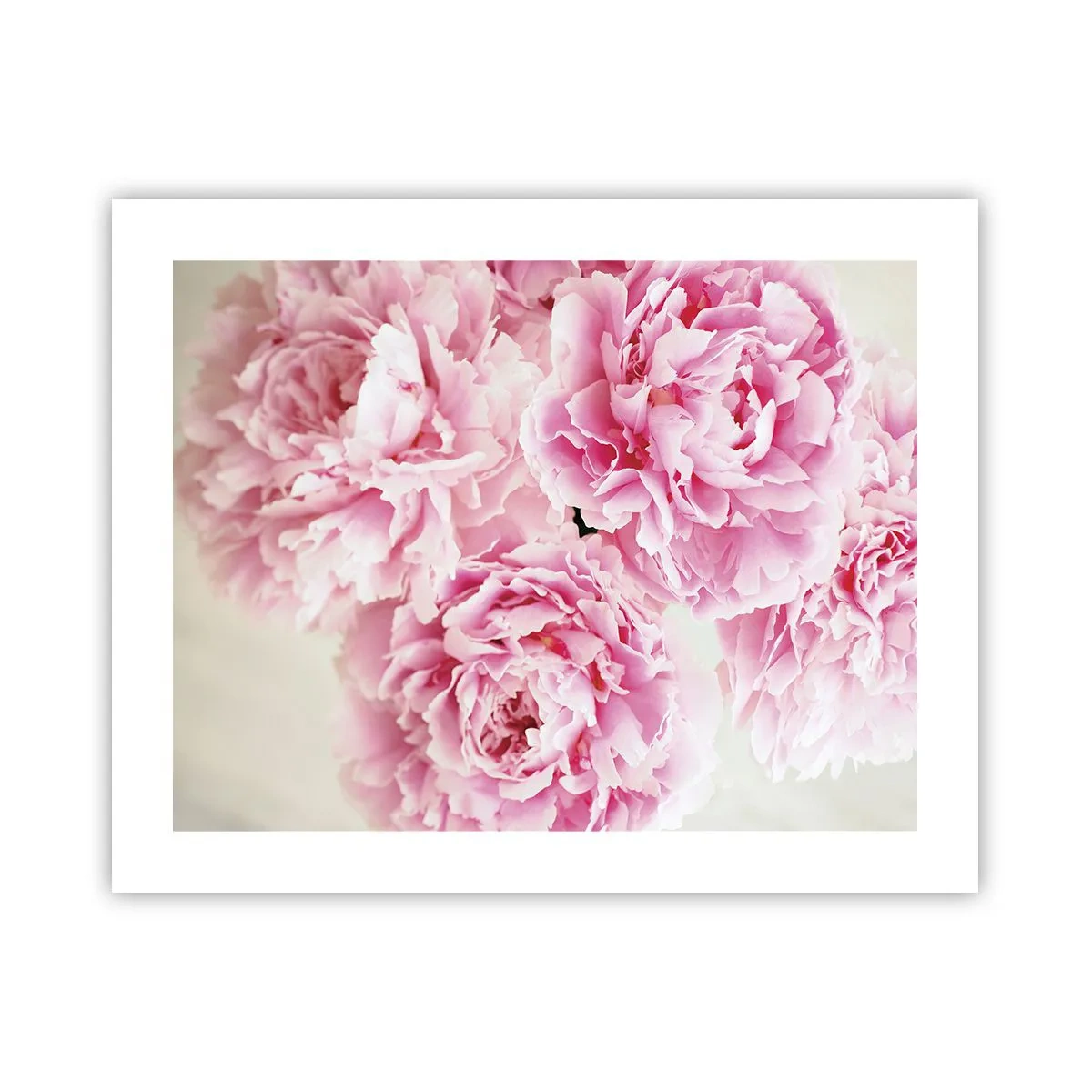 Poster - Nel fasto rosa - 50x40 cm