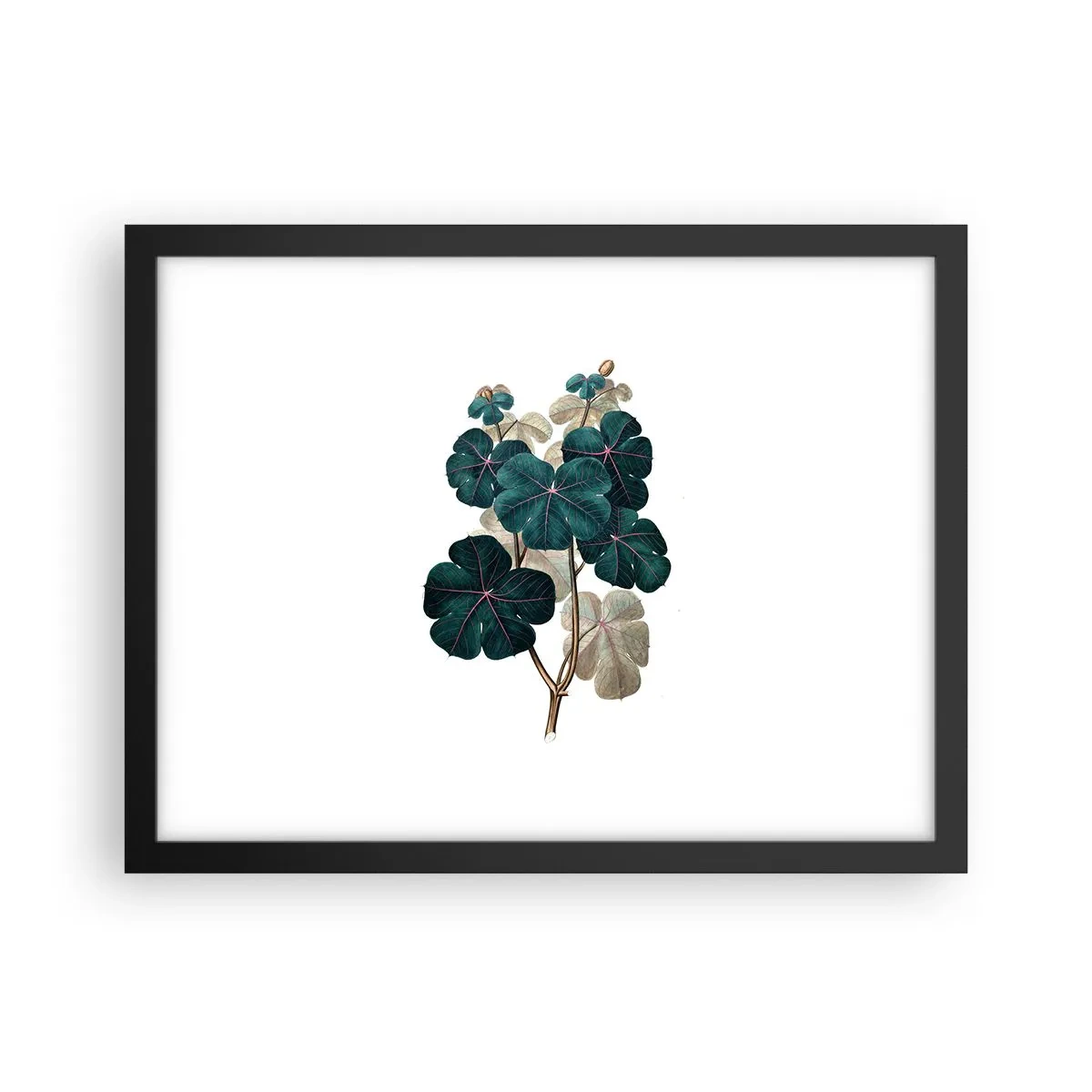 Poster in cornice nera - Dal vecchio erbario - 40x30 cm