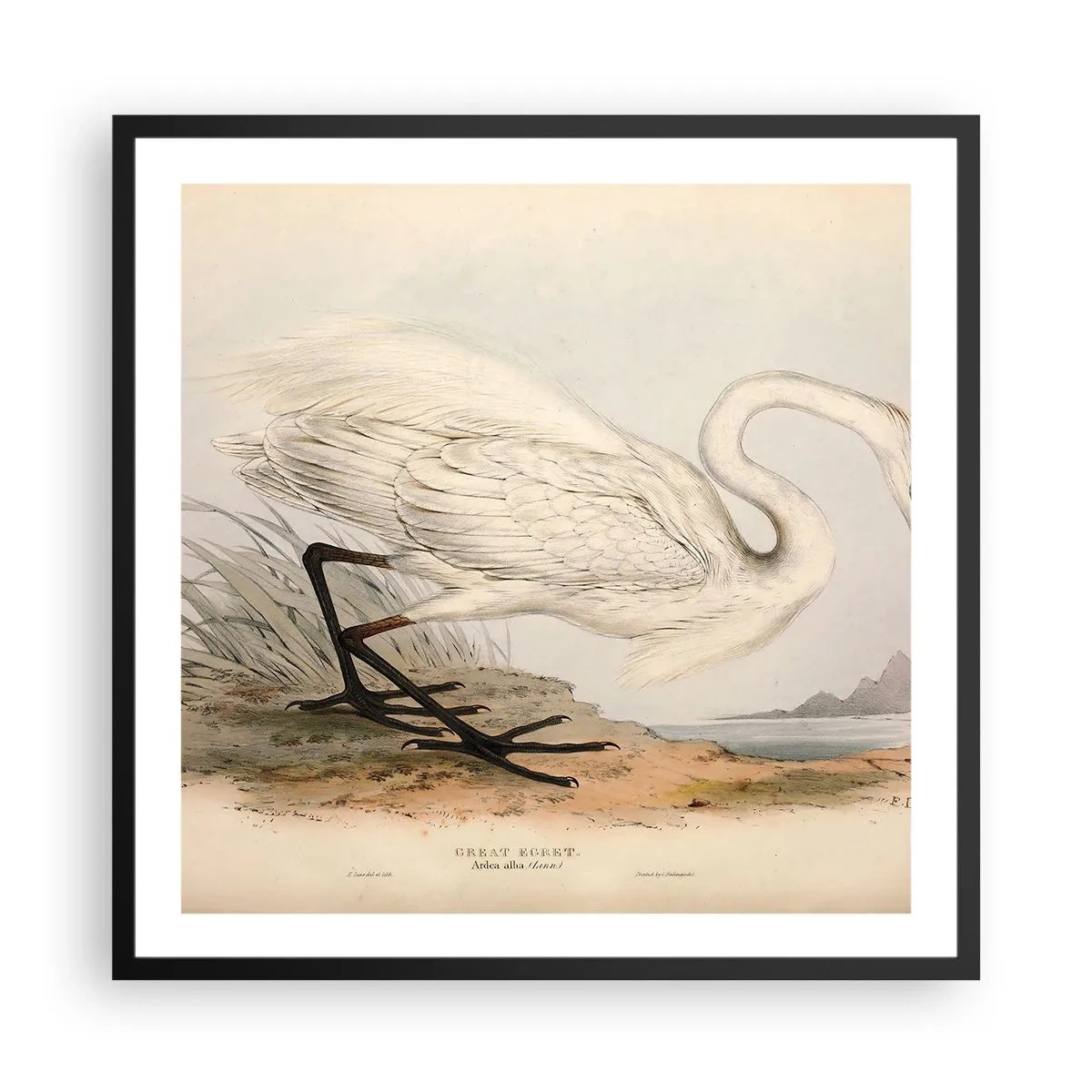 Poster in cornice nera - La signora nel canneto - 60x60 cm