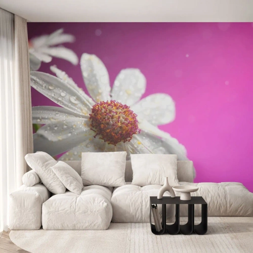 Fotomurali Premium Canvas - Una margherita bianca ricoperta di gocce d'acqua su uno sfondo rosa - 100x70cm - Modesto nella sua bellezza - Decorazione murale moderna per soggiorno e camera da letto ARTTOR