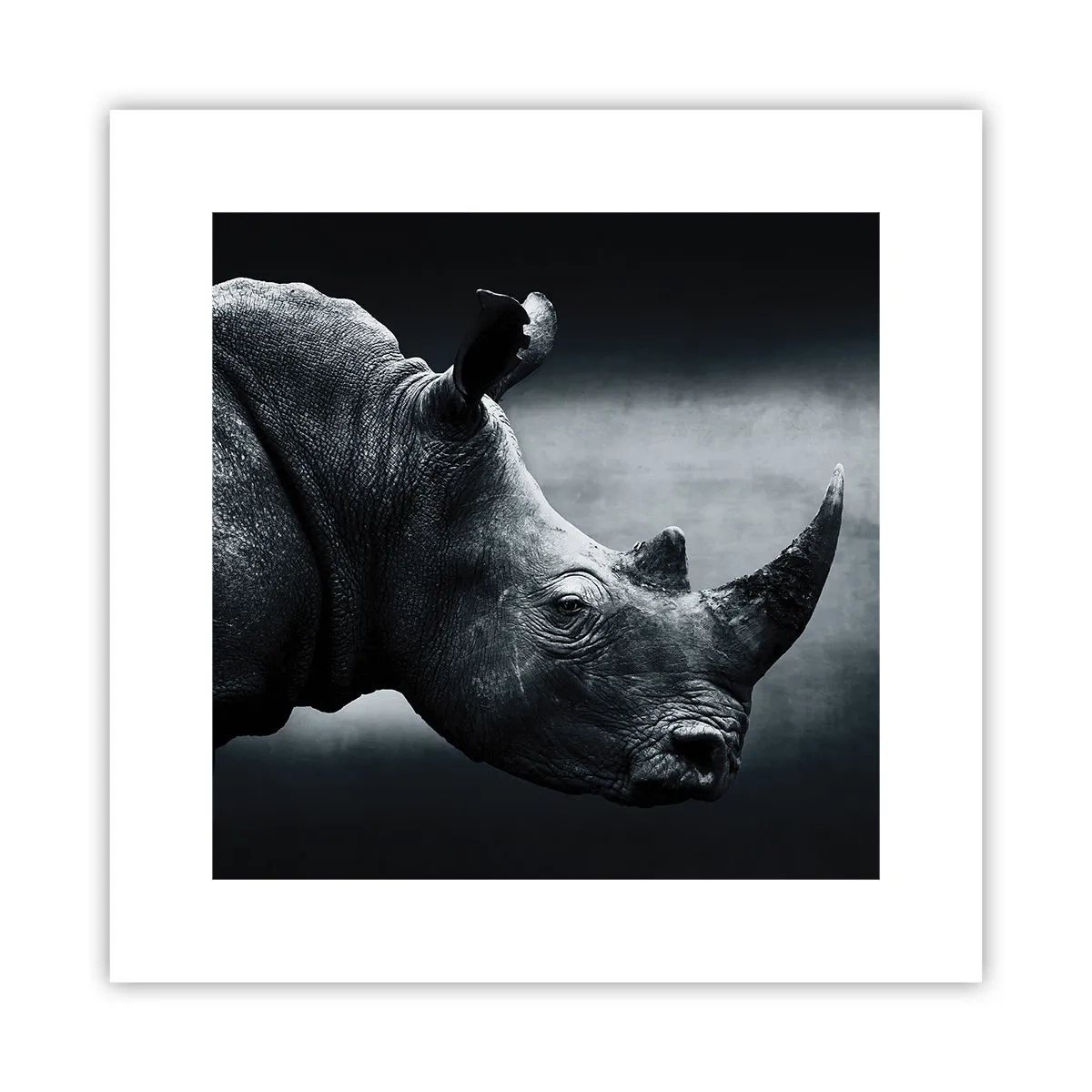 Poster - Profilo destro - 30x30 cm