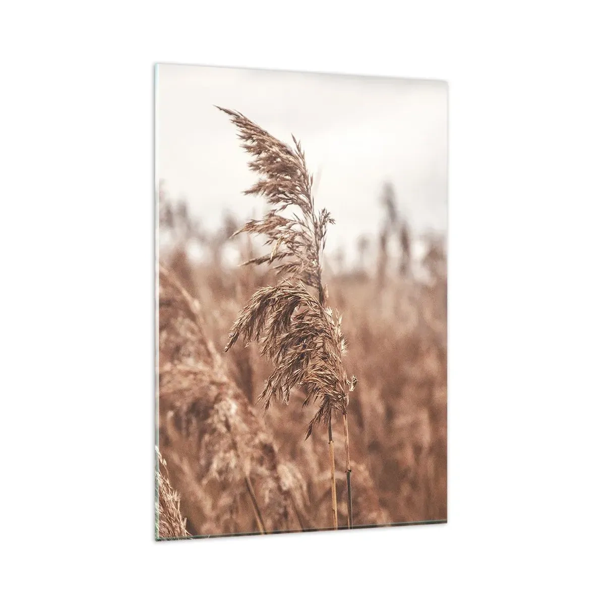 Quadro su vetro - Erbe dorate sullo sfondo di un paesaggio autunnale - 80x120cm - Nei campi è già autunno - Decorazione murale moderna per soggiorno e camera da letto ARTTOR