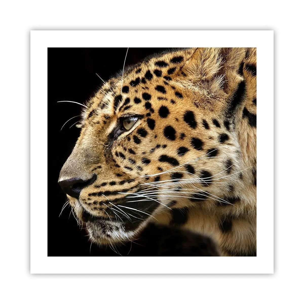 Poster - Calmo, concentrato, pronto - 50x50 cm
