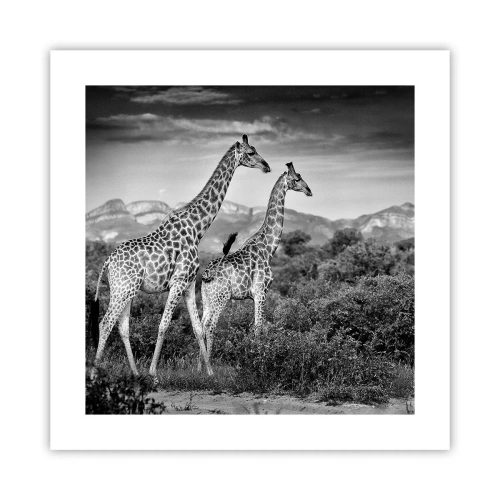 Poster - Alta classe in Africa - 40x40 cm