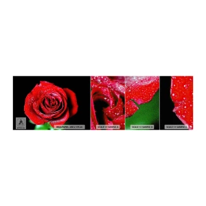 Campione di Fotomurale Premium Canvas - Ecco l'amore - Fiori, Rosa rossa, Petali di rosa - 100x30 cm