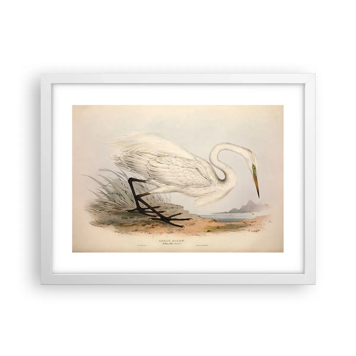 Poster in cornice bianca - La signora nel canneto - 40x30 cm