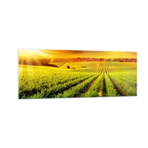 Quadro su vetro - Vigneti dorati illuminati dai raggi del sole - 140x50cm - Sotto il sole dell'Australia - Decorazione murale moderna per soggiorno e camera da letto ARTTOR