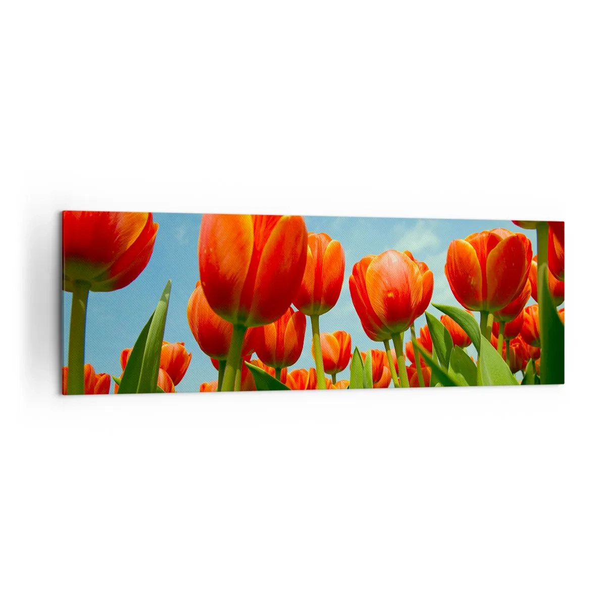 Quadro su tela - Stampe su Tela - Un campo di tulipani rossi e arancioni contro un cielo blu - 160x50cm - A loro non serve nulla oltre al cielo azzurro - Decorazione murale moderna per soggiorno e camera da letto ARTTOR