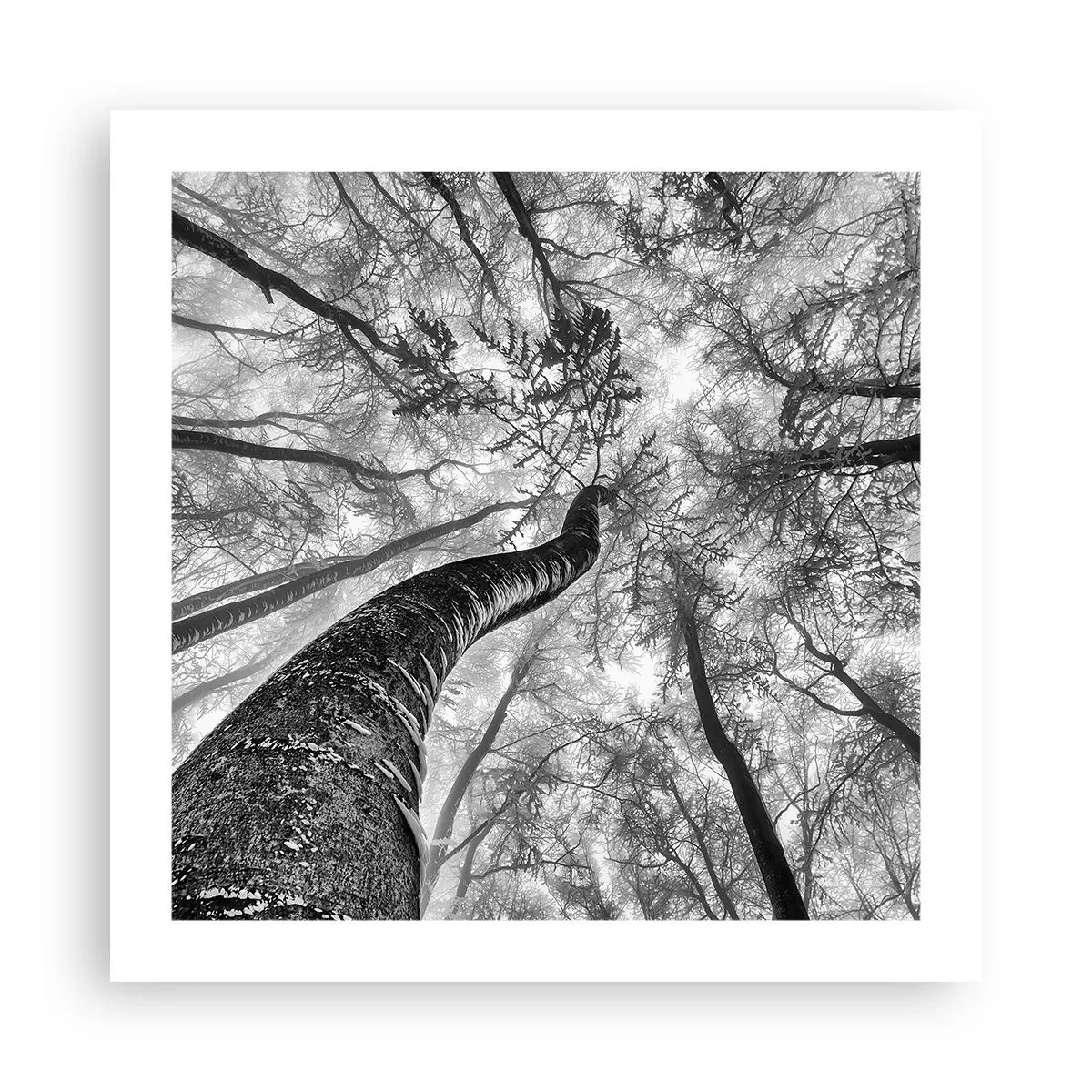 Poster - La corsa verso la luce - 50x50 cm