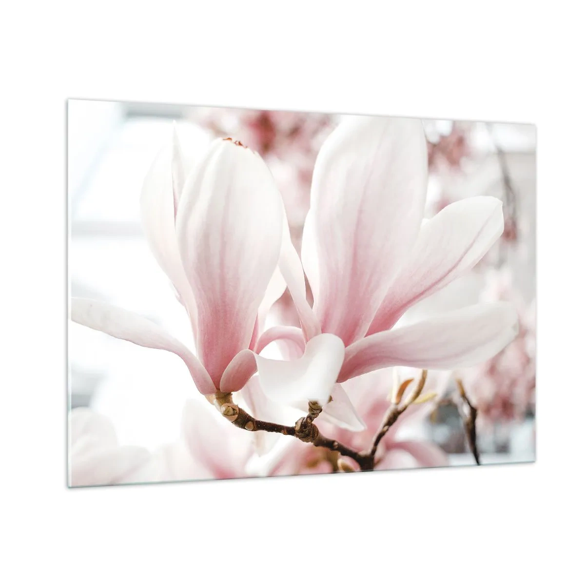 Quadro su vetro - Delicate magnolie rosa in primo piano su uno sfondo sfocato - 100x70cm - Tenerezza senza fine - Decorazione murale moderna per soggiorno e camera da letto ARTTOR