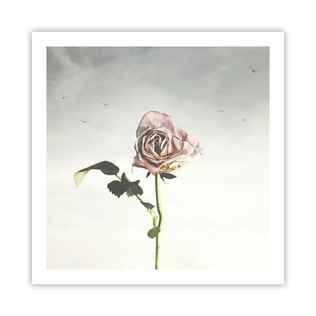 Poster - Il benvenuto alla primavera - 60x60 cm