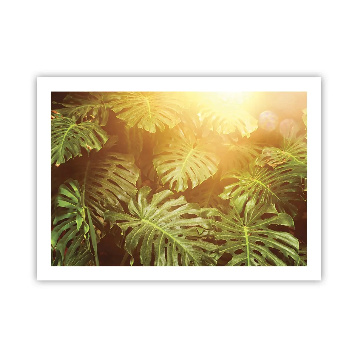 Poster - Entrando nel verde... - 70x50 cm