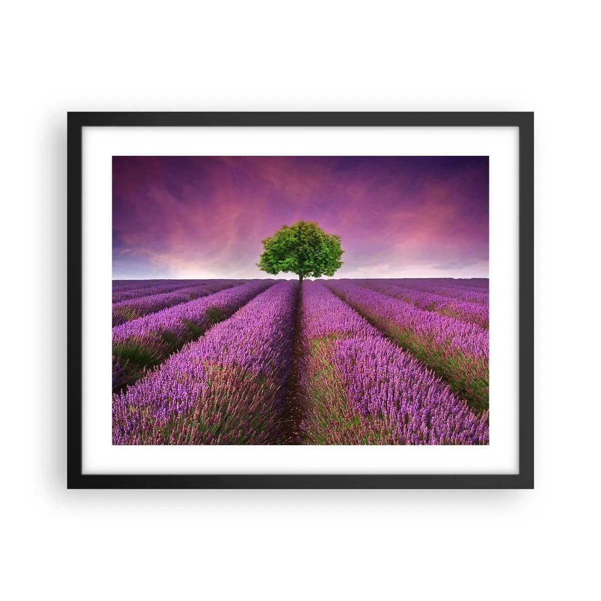 Poster in cornice nera - Sui campi di lavanda - 50x40 cm