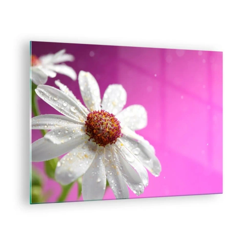 Quadro su vetro - Macrofotografia di un fiore bianco con gocce di rugiada su uno sfondo rosa - 70x50cm - Modesto nella sua bellezza - Decorazione murale moderna per soggiorno e camera da letto ARTTOR