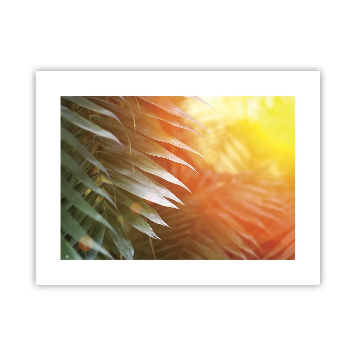 Poster - L'alba nella giungla - 40x30 cm