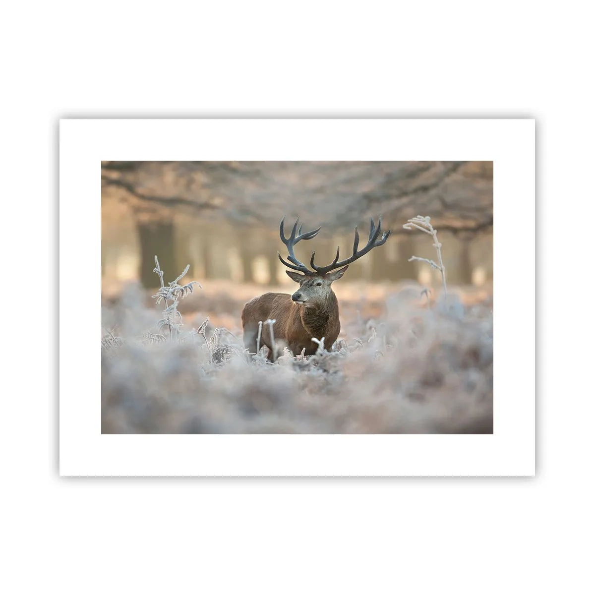 Poster - Fresco mattino - 40x30 cm