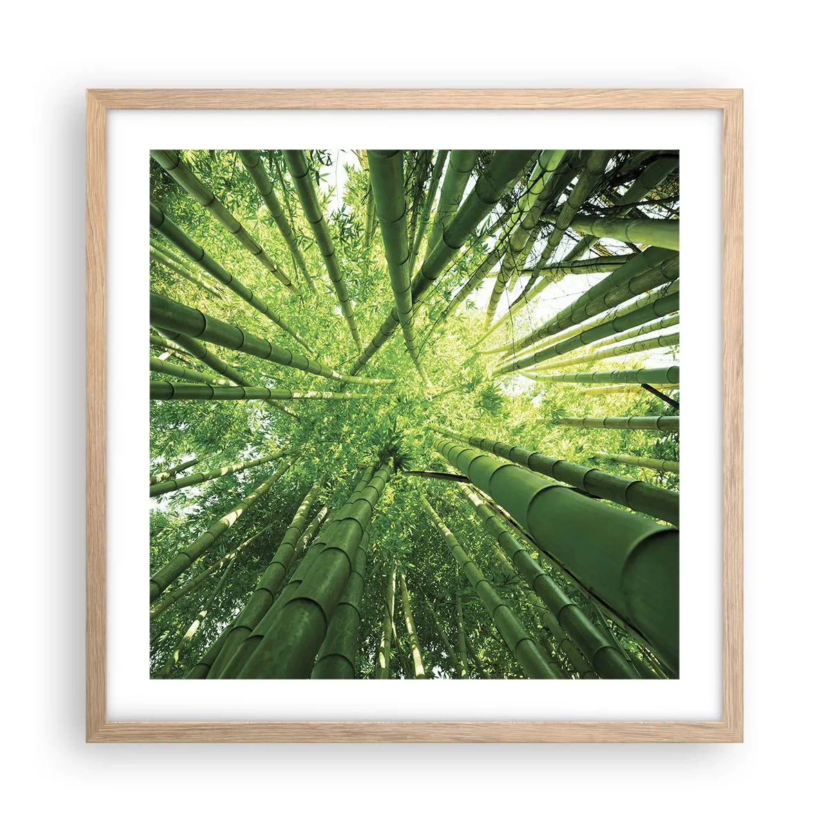 Poster in cornice rovere chiaro - Nella foresta di bambù - 50x50 cm