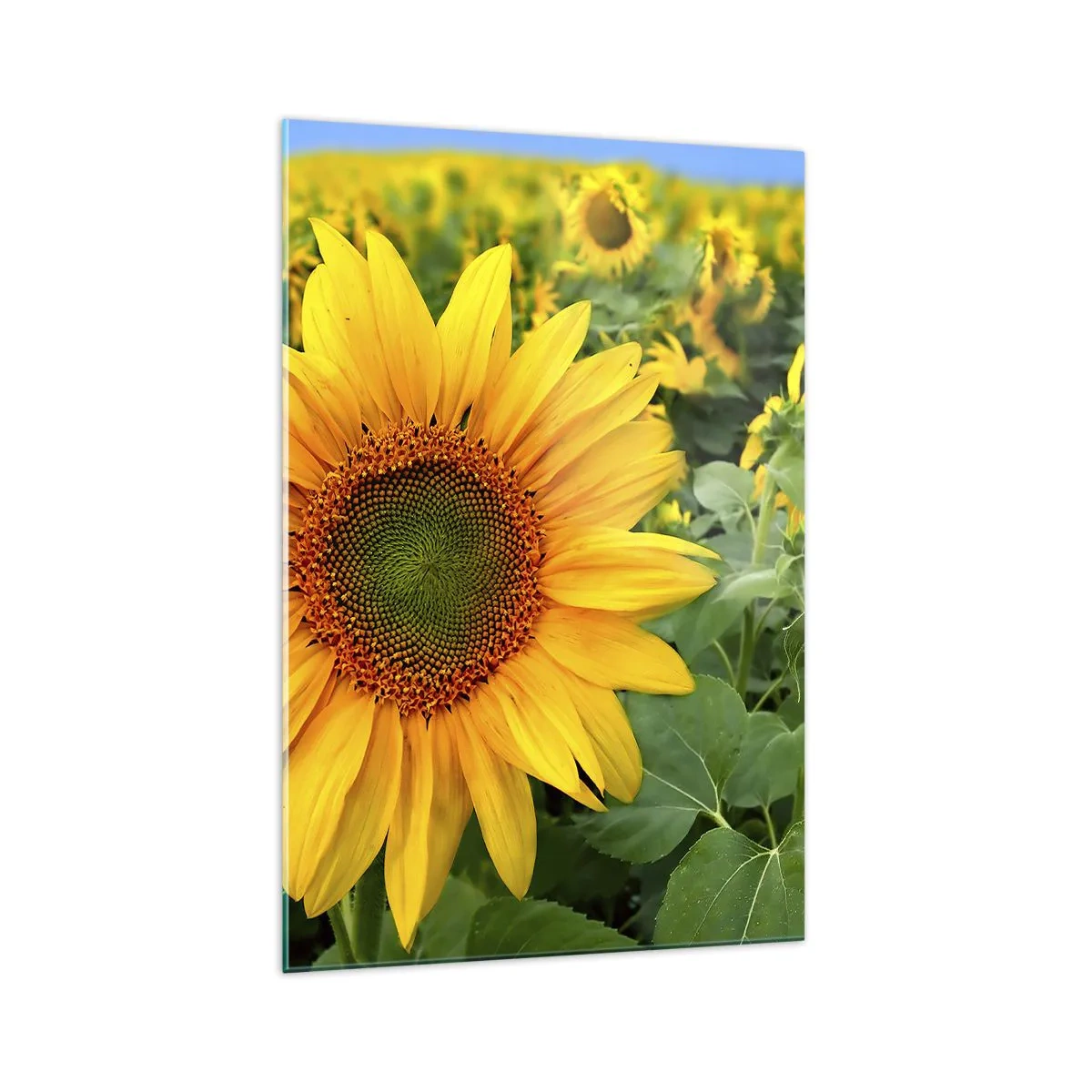 Quadro su vetro - Un campo di girasoli con fiori gialli su uno sfondo di foglie verdi - 70x100cm - Centinaia di soli ardono - Decorazione murale moderna per soggiorno e camera da letto ARTTOR
