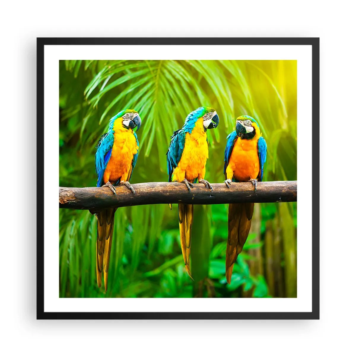 Poster in cornice nera - Hai sentito che ha fatto? - 60x60 cm