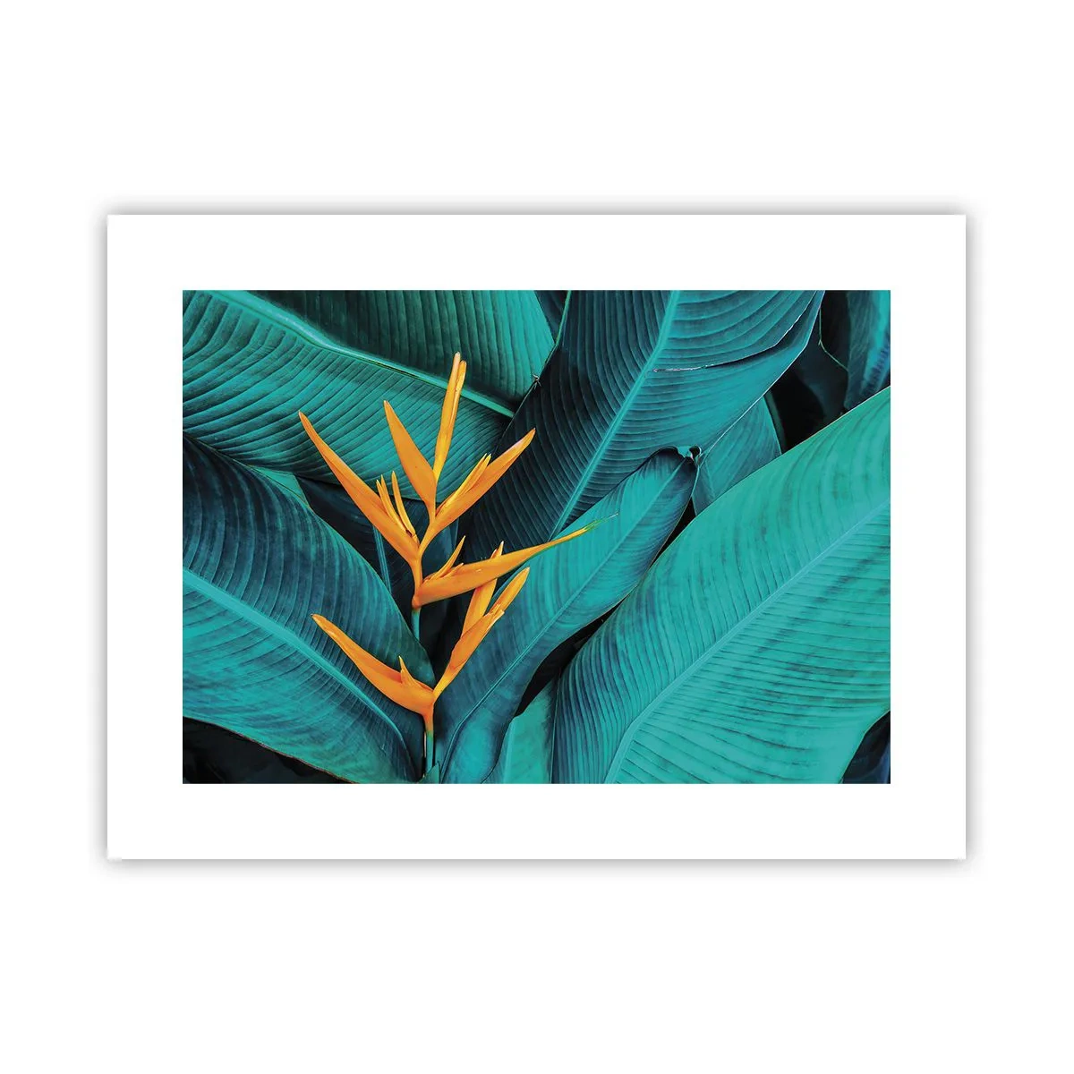 Poster - Il fiore dell'Eden - 40x30 cm