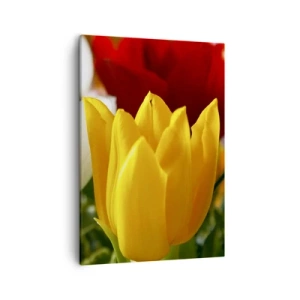Quadro su tela - Stampe su Tela - Primo piano di tulipani colorati su uno sfondo primaverile - 50x70cm - La febbre dei tulipani - Decorazione murale moderna per soggiorno e camera da letto ARTTOR