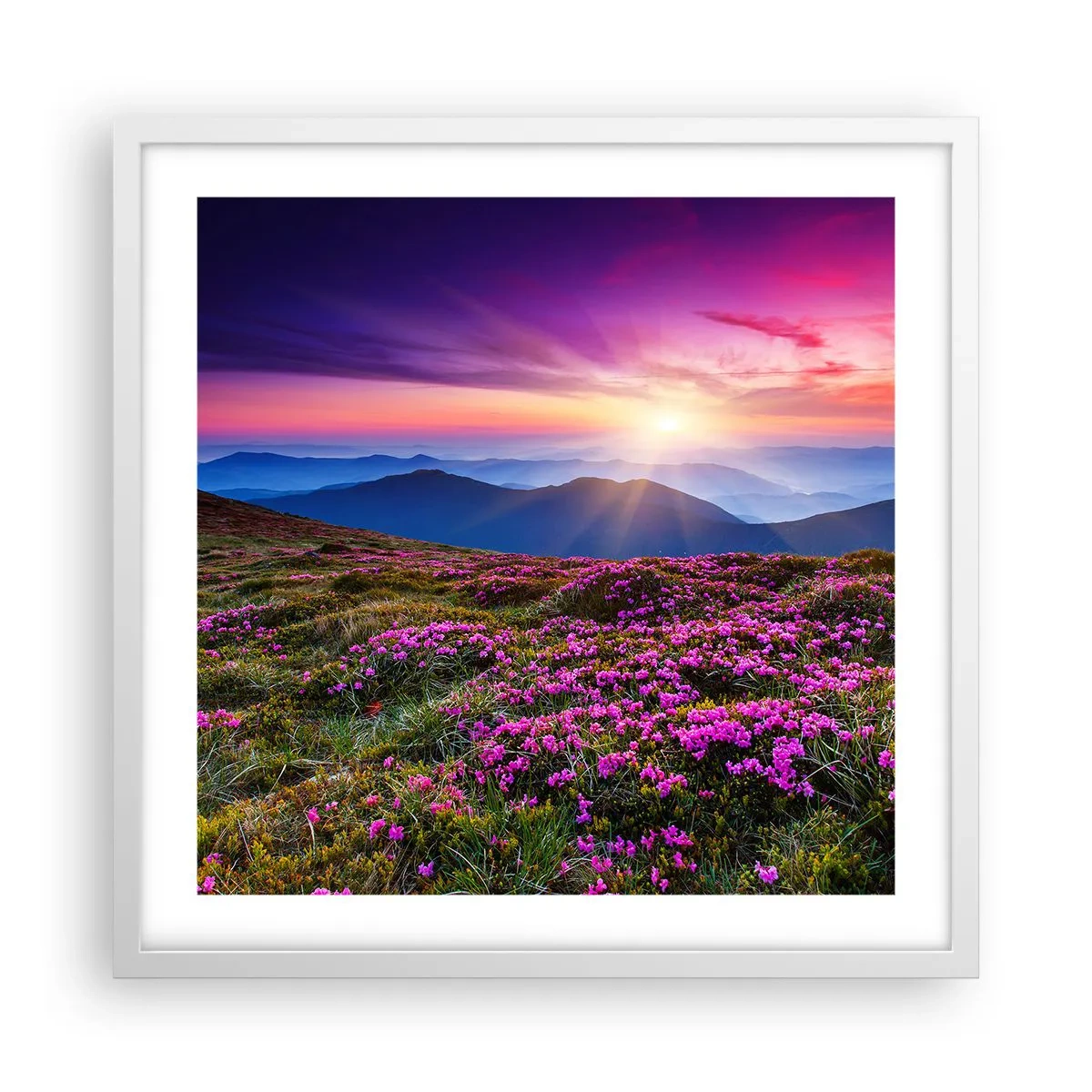 Poster in cornice bianca - Il profumo dei fiori freschi del campo - 50x50 cm