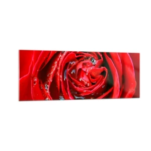 Quadro su vetro - Primo piano di una rosa rossa con gocce d'acqua sui petali - 140x50cm - Nelle gocce della rugiada - Decorazione murale moderna per soggiorno e camera da letto ARTTOR