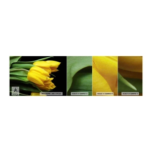 Campione di Fotomurale Premium Canvas - Fatti di puro sole - Fiori, Tulipani, Mazzo di fiori - 100x30 cm