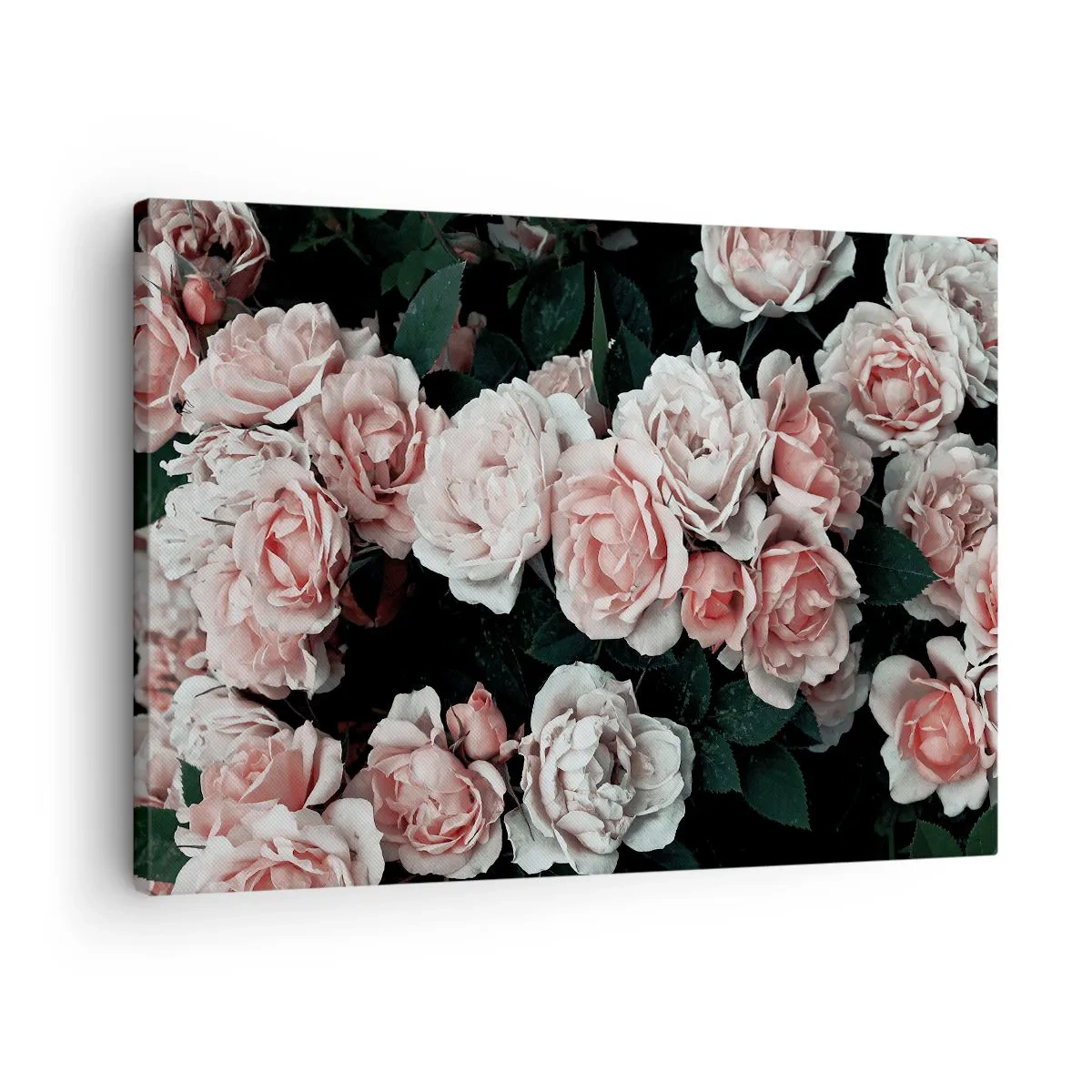 Quadro su tela - Stampe su Tela - Rose rosa su sfondo scuro in una composizione delicata - 70x50cm - Composizione di rose - Decorazione murale moderna per soggiorno e camera da letto ARTTOR