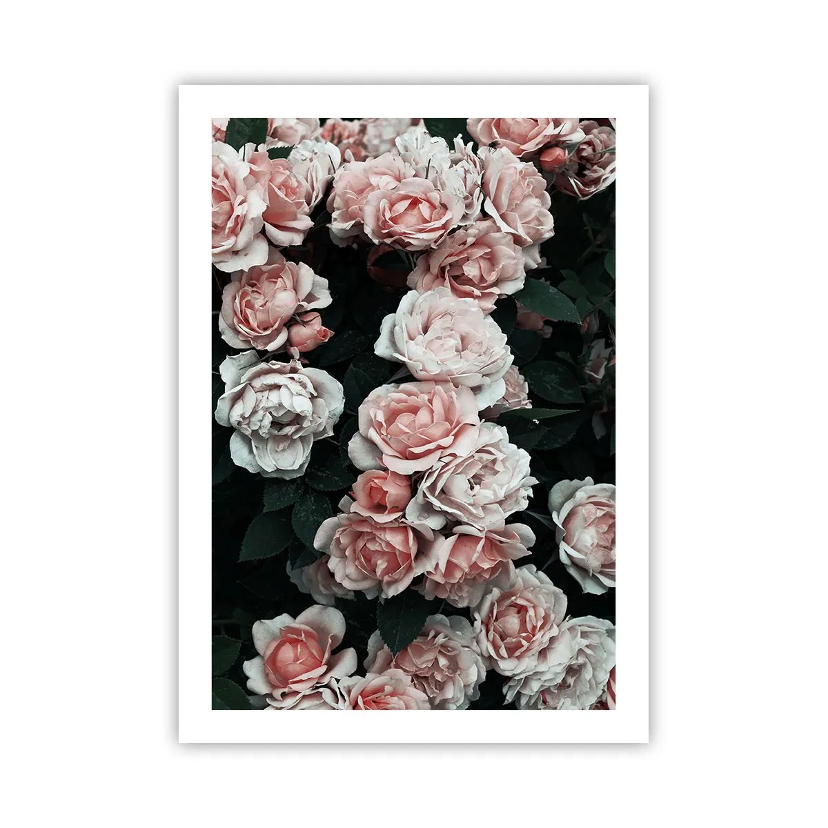 Poster - Un bouquet di rose in delicate tonalità di rosa su uno sfondo scuro - 50x70cm - Composizione di rose - Decorazione murale moderna per soggiorno e camera da letto ARTTOR