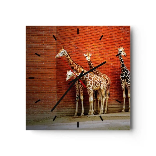Orologio da parete - Orologio in Vetro - Quattro giraffe contro un muro di mattoni in un ambiente artistico - 30x30cm - Vedete qualche acacia? - Decorazione murale moderna per soggiorno e camera da letto ARTTOR