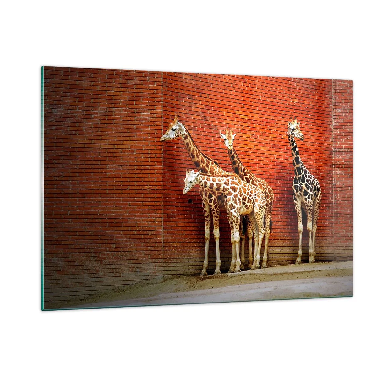 Quadro su vetro - Giraffe contro un muro di mattoni - 120x80cm - Vedete qualche acacia? - Decorazione murale moderna per soggiorno e camera da letto ARTTOR