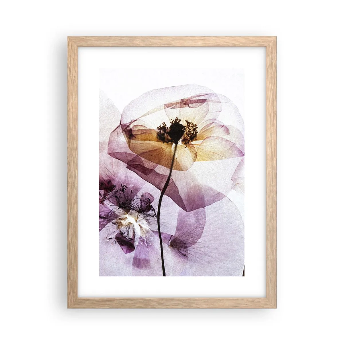 Poster in cornice rovere chiaro - Fiori trasparenti - 30x40 cm