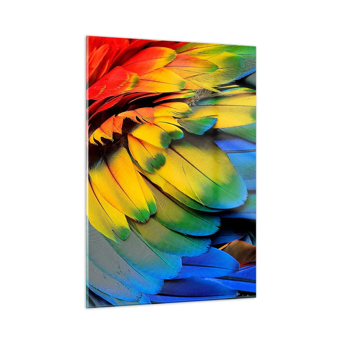 Quadro su vetro - Piume di pappagallo colorate in intensi colori arcobaleno - 50x70cm - L'uccello del paradiso - Decorazione murale moderna per soggiorno e camera da letto ARTTOR