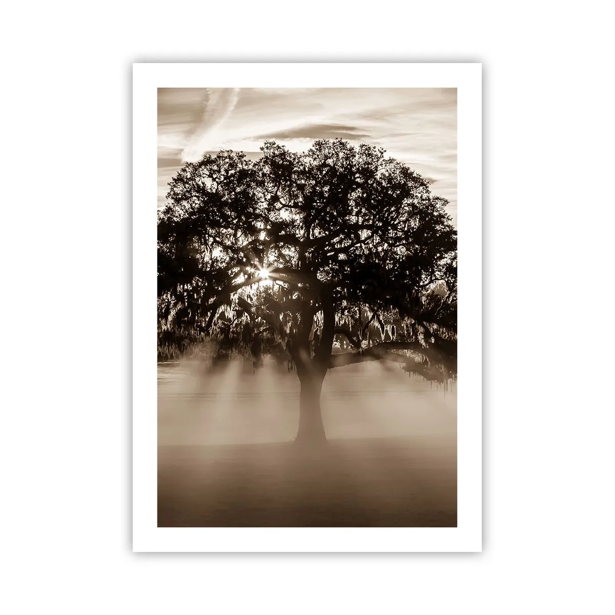 Poster - Albero nella nebbia con raggi di luce - 50x70cm - L'albero delle sole buone notizie - Decorazione murale moderna per soggiorno e camera da letto ARTTOR