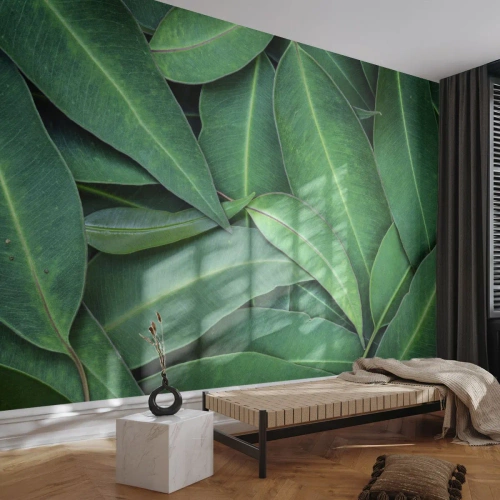 Fotomurali Premium Canvas - Succosi e freschi - Foglie, Eucalipto, Natura - 250x175 cm