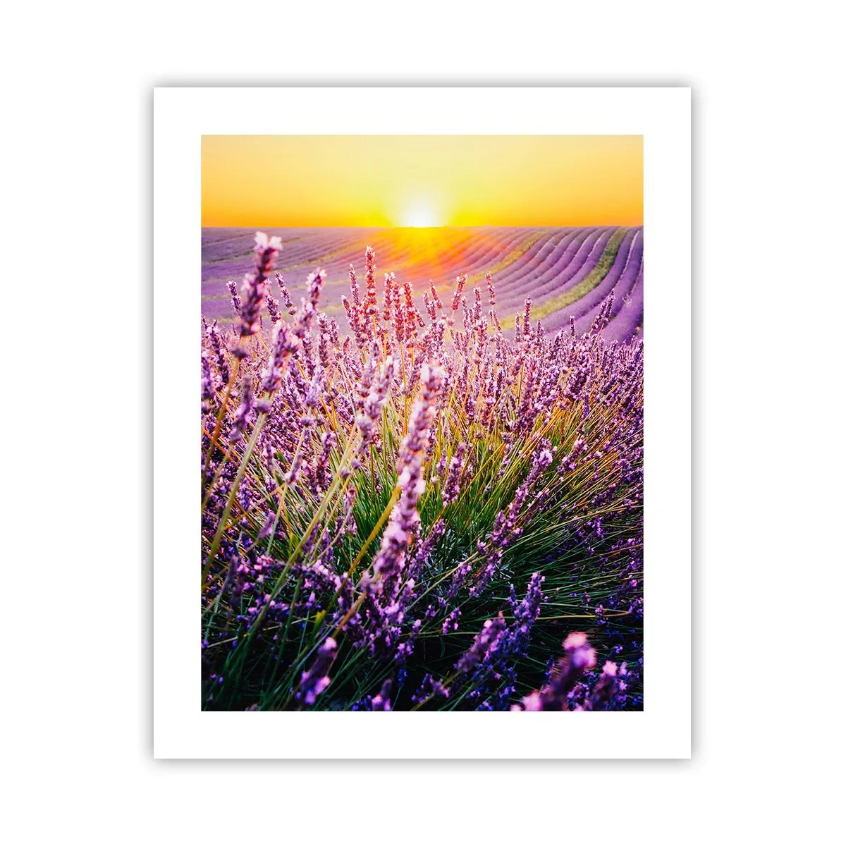 Poster - Campo profumato - 40x50 cm