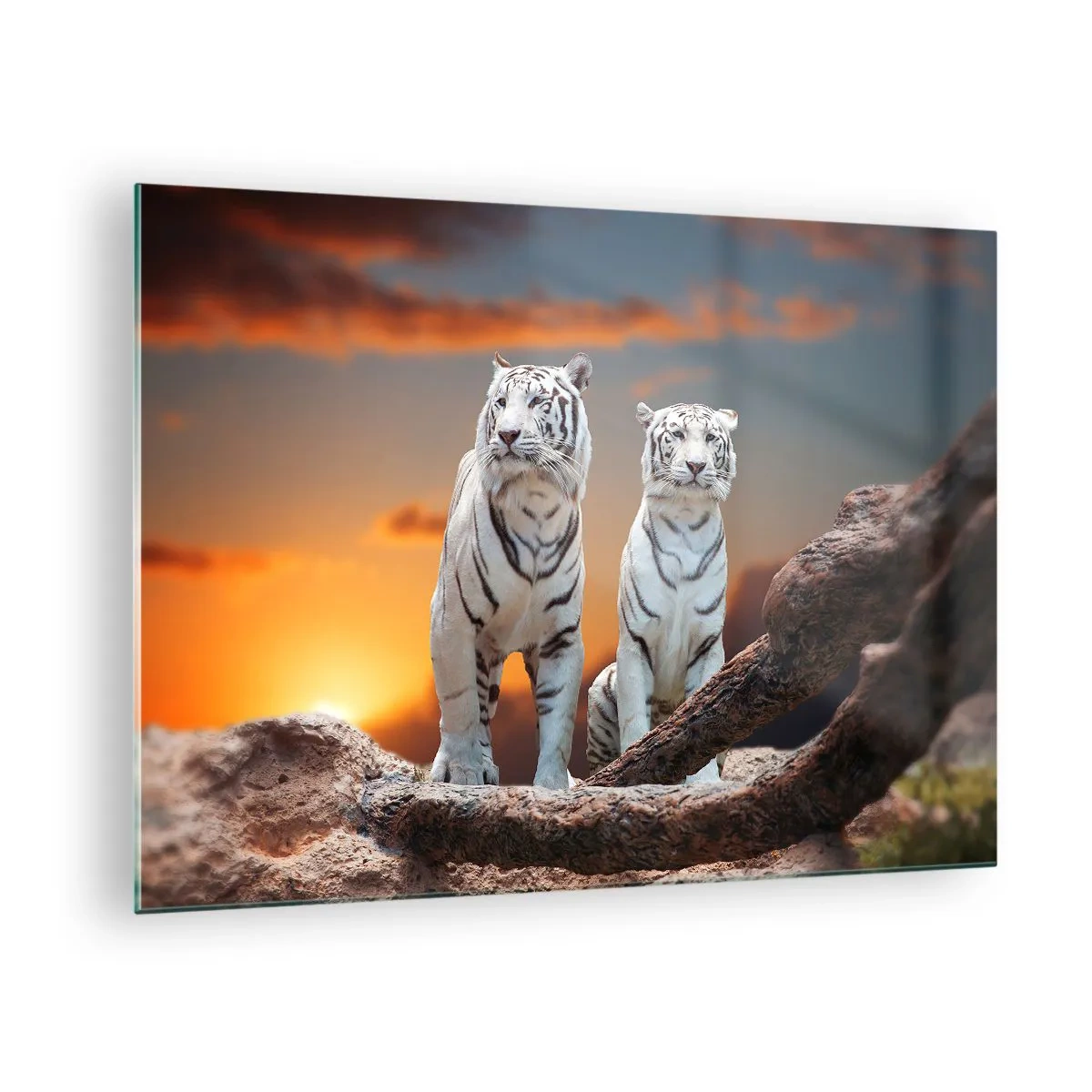 Quadro su vetro - Tigri bianche contro il sole al tramonto - 70x50cm - Proprio come a Narnia - Decorazione murale moderna per soggiorno e camera da letto ARTTOR