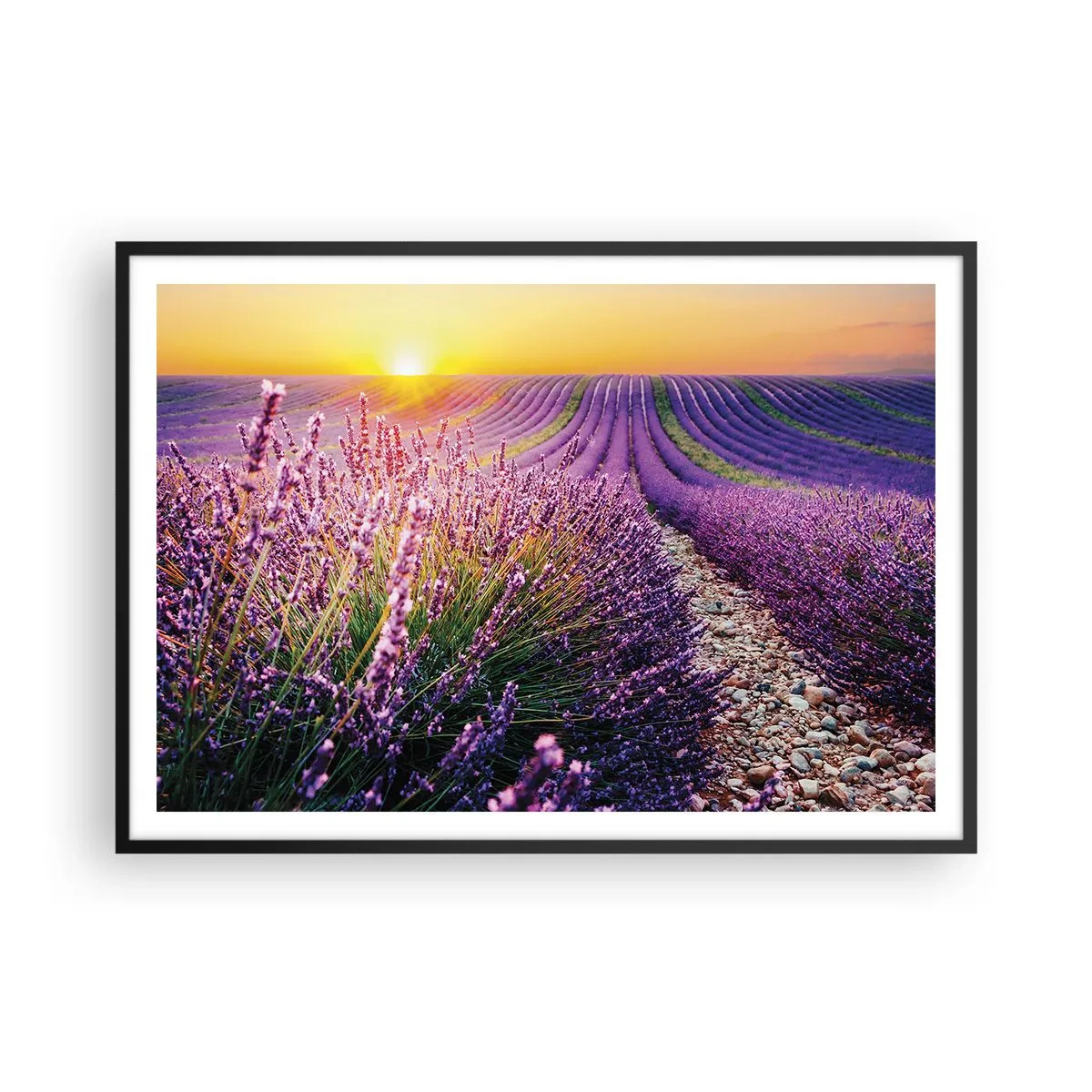 Poster in cornice nera - Campo di lavanda al tramonto - 100x70cm - Campo profumato - Decorazione murale moderna per soggiorno e camera da letto ARTTOR